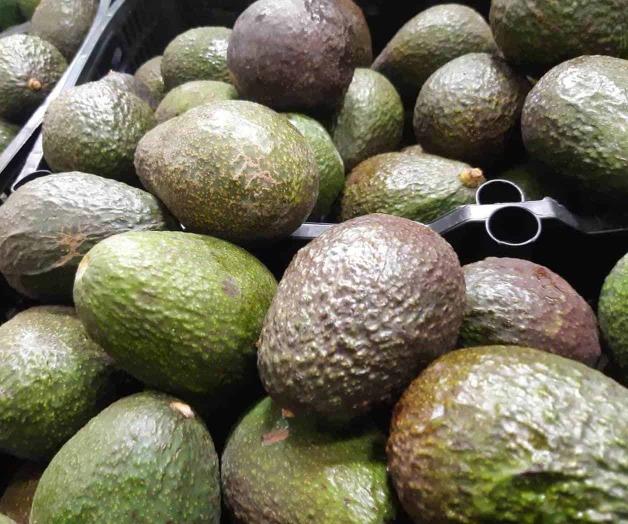 ...Y el aguacate ‘araña’ 100 pesos el kilogramo