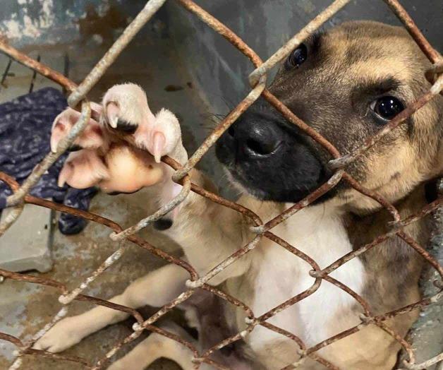 La nueva ley prohibe atar y encadenar a los perros