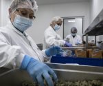 Exgobernantes israelíes impulsan marihuana medicinal