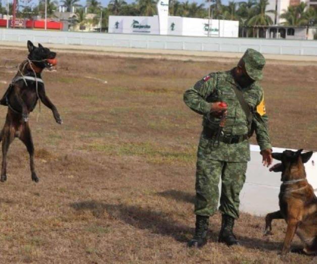 Sedena da en adopción a sus perros jubilados: este es el procedimiento