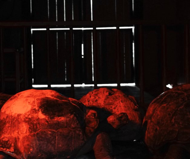 Protegen a las tortugas: Las mantienen bajo lámparas de calor Protegen a las tortugas: Las mantienen bajo lámparas de calor