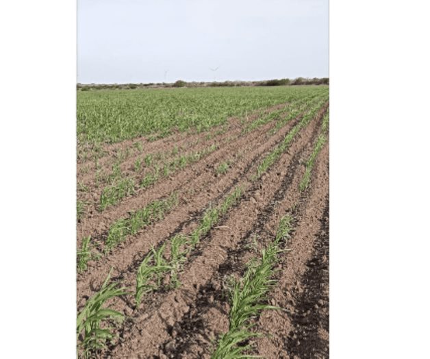 Sembrarán 35 mil hectáreas de sorgo