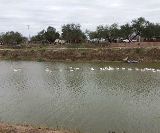 Colocación de trasmallos daña la fauna silvestre