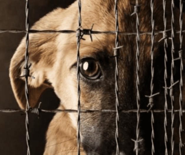 Hasta 4 años de prisión por maltrato animal en El Salvador Hasta 4 años de prisión por maltrato animal en El Salvador