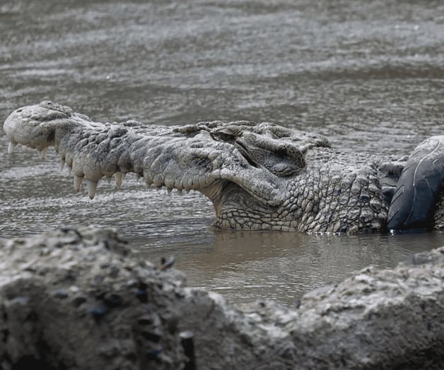 Liberan a cocodrilo de llanta atascada en cuello Liberan a cocodrilo de llanta atascada en cuello