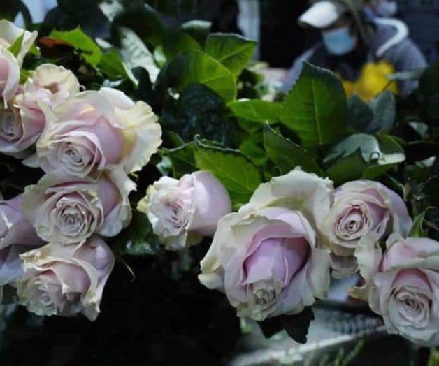 Toneladas de flores ecuatorianas no llegarán a San Valentín Toneladas de flores ecuatorianas no llegarán a San Valentín