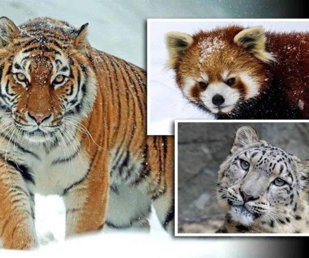 5 animales invernales que engalanan a China 5 animales invernales que engalanan a China