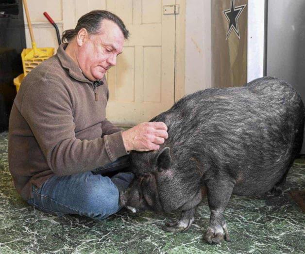 Lucha por quedarse con su cerdo mascota Lucha por quedarse con su cerdo mascota
