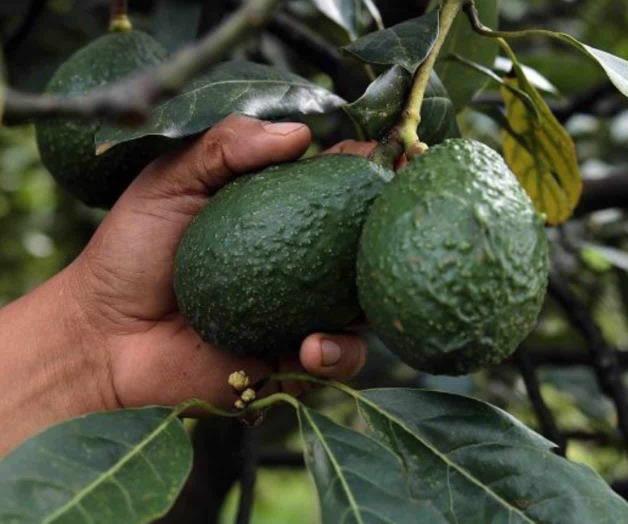 López Obrador señala intereses económicos contra el aguacate mexicano en EU López Obrador señala intereses económicos contra el aguacate mexicano en EU