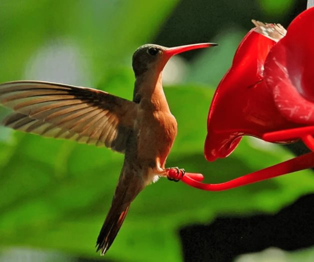 Activistas en SLP llaman a no utilizar colibríes para amarres