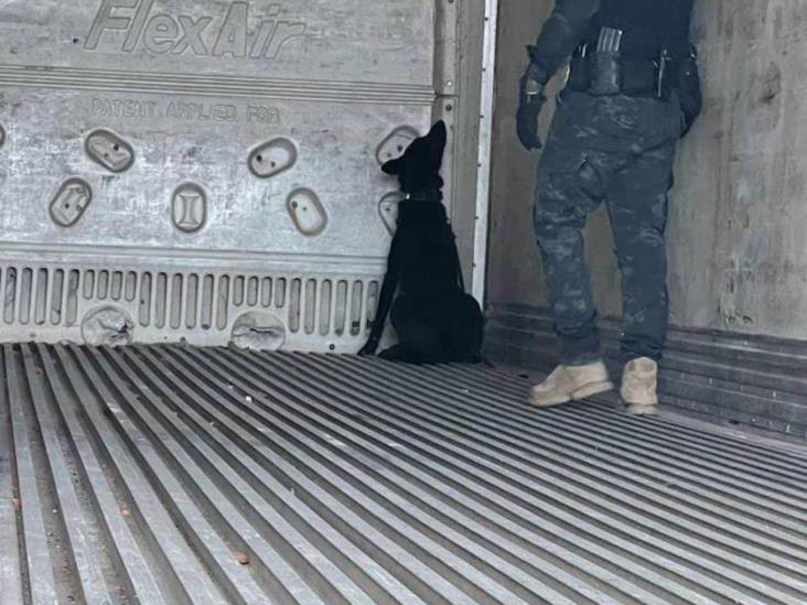 Decomisan Gopes 52 kilos de cocaína Decomisan Gopes 52 kilos de cocaína
