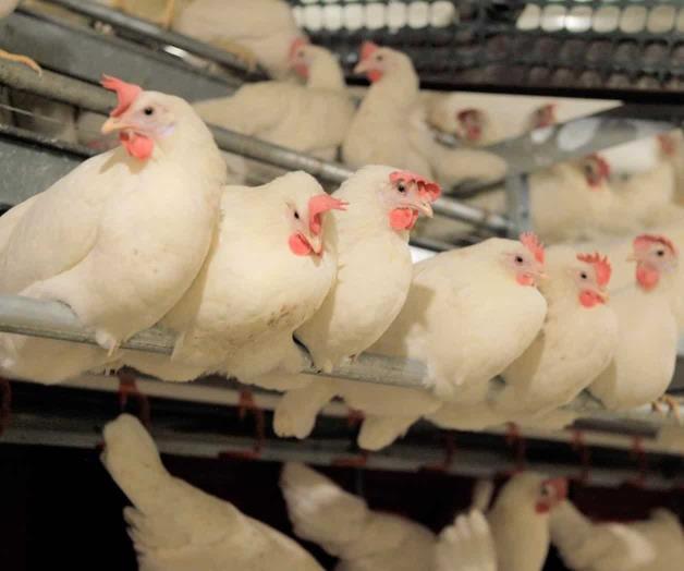 Pasan gradualmente a los pollos sin jaulas