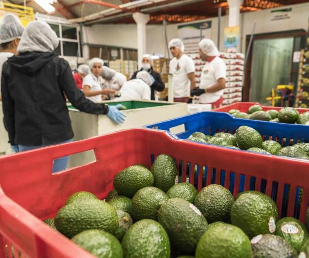 El narcotráfico pone contra las cuerdas a la tierra fértil del ‘oro verde’