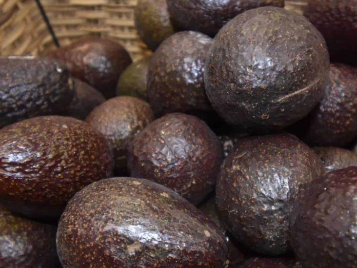 Demandan productores frenar veto al aguacate Demandan productores frenar veto al aguacate