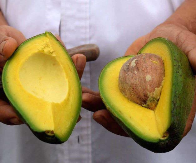 Suspensión para aguacate michoacano es temporal: EU