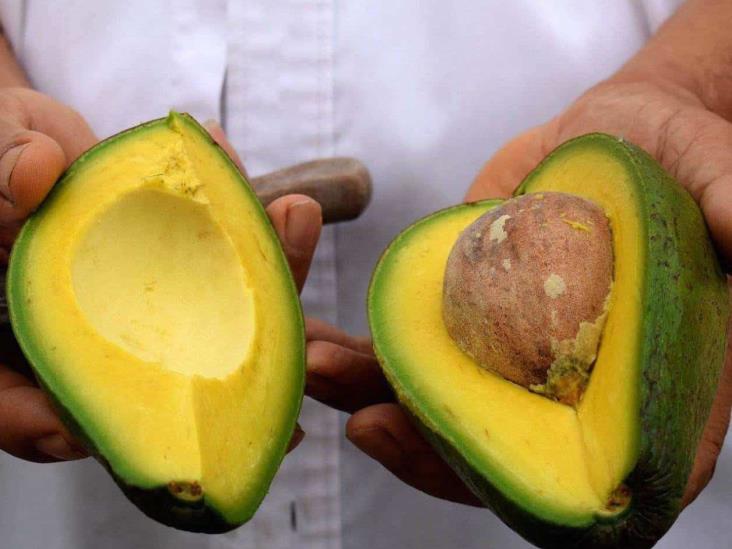 Suspensión para aguacate michoacano es temporal: EU Suspensión para aguacate michoacano es temporal: EU