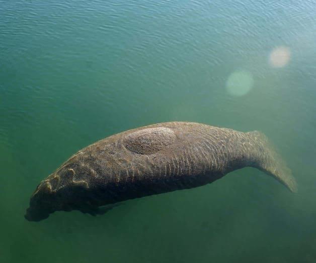 Florida ha suministrado 25 toneladas de lechuga a manatíes Florida ha suministrado 25 toneladas de lechuga a manatíes