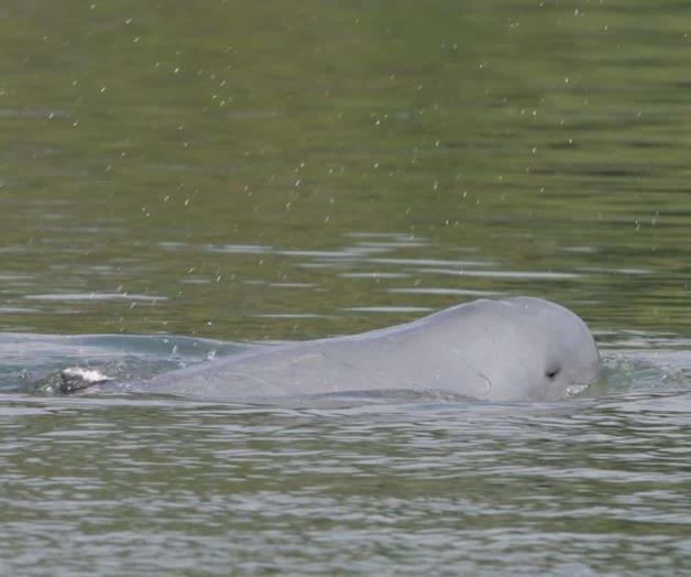 Muere el último delfín de agua dulce en noroeste de Camboya Muere el último delfín de agua dulce en noroeste de Camboya