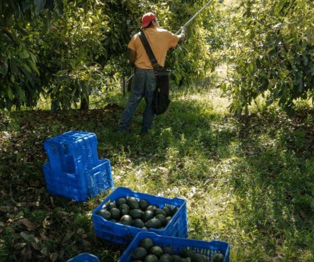 Casi 3.000 millones de dólares y 300.000 empleos en riesgo por la prohibición de EE UU a los aguacates mexicanos