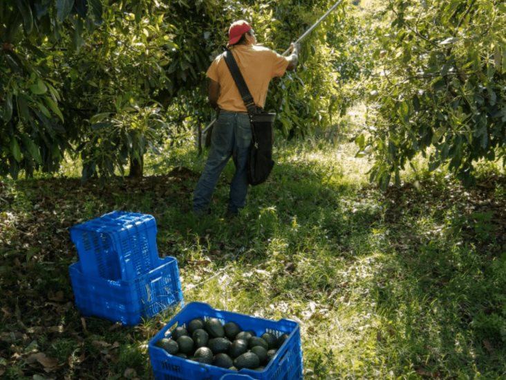 Casi 3.000 millones de dólares y 300.000 empleos en riesgo por la prohibición de EE UU a los aguacates mexicanos Casi 3.000 millones de dólares y 300.000 empleos en riesgo por la prohibición de EE UU a los aguacates mexicanos
