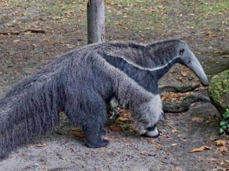 Liberan ejemplar de oso hormiguero en Tampico Alto Liberan ejemplar de oso hormiguero en Tampico Alto