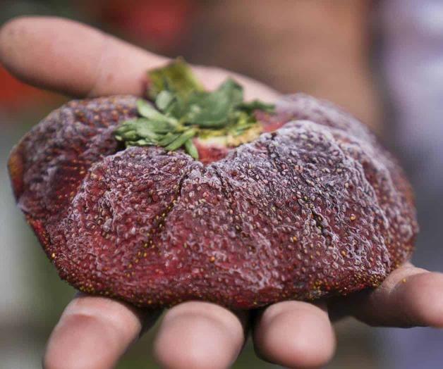 Enorme fresa ingresa a los libros de récords