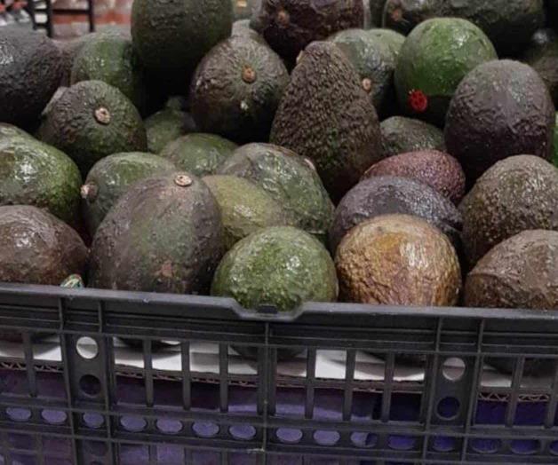 Exige EU seguridad para reactivar exportación de aguacate