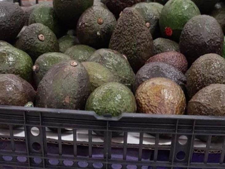 Exige EU seguridad para reactivar exportación de aguacate Exige EU seguridad para reactivar exportación de aguacate