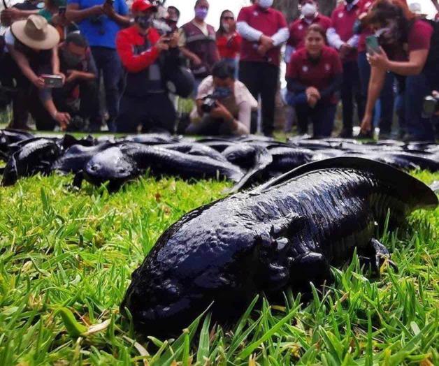 Van por reproducción de ajolotes en canales Van por reproducción de ajolotes en canales