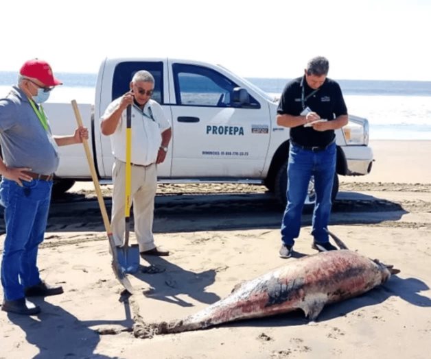 Investigan muerte de nueve delfines en playas de Guasave