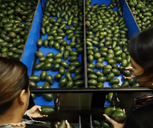 EEUU abre camino para reanudar importación aguacate mexicano