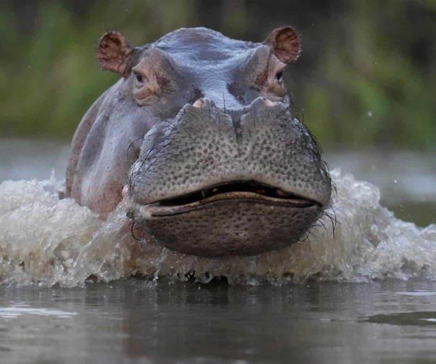 “No los maten”: así defienden a hipopótamos de Pablo Escobar