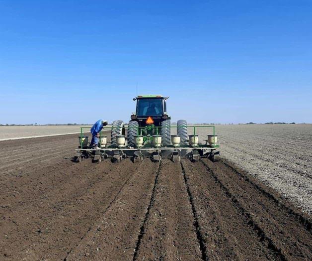 Amplían periodo de siembra para sorgo