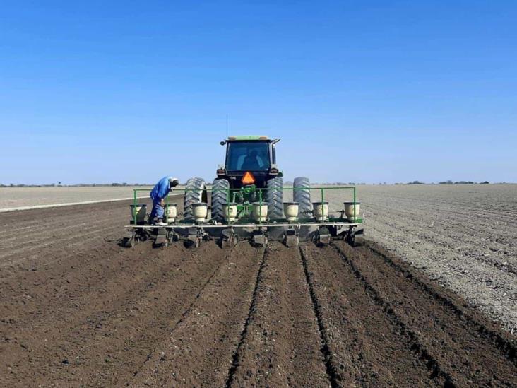 Amplían periodo de siembra para sorgo Amplían periodo de siembra para sorgo