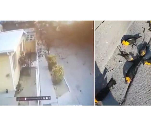 ¿Por qué se desplomaron decenas de aves en Chihuahua?