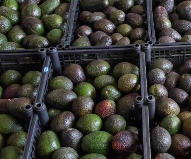 Amenazas de muerte y más de 50 millones de dólares en pérdidas: la semana negra del aguacate mexicano Amenazas de muerte y más de 50 millones de dólares en pérdidas: la semana negra del aguacate mexicano