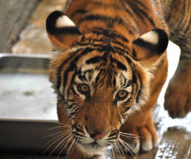Alertan por tigre suelto en Guanajuato