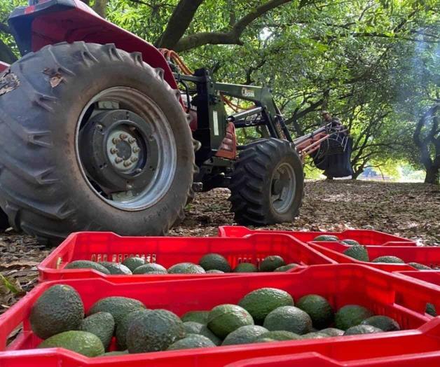 Reanudan el corte y la exportación de aguacate