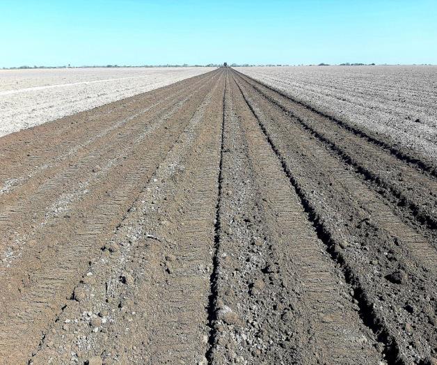 Anuncian bases para comercializar maíz