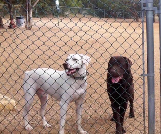 Toca su vacuna a mascotas en Mission