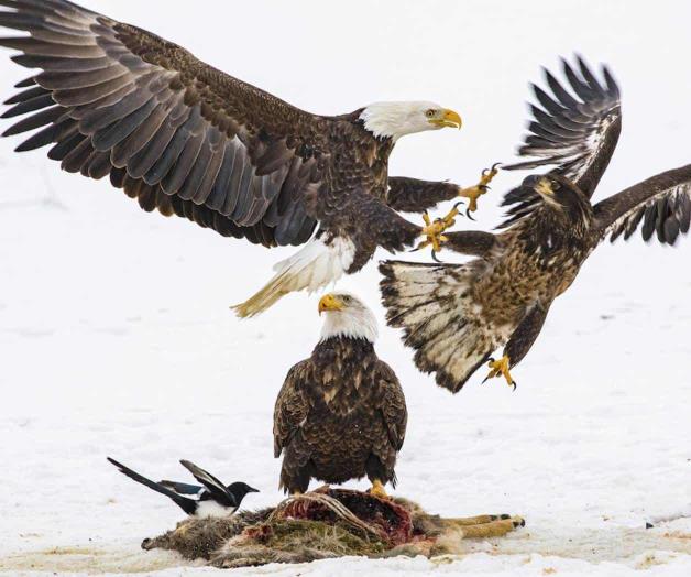 Envenenadas águilas calvas
