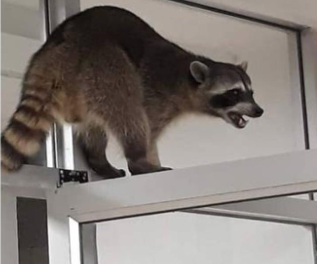 Invaden mapaches Hospital del ISSSTE en Tampico