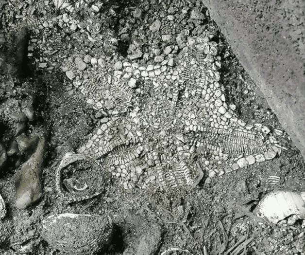 Encuentran estrella de mar casi intacta en Templo Mayor