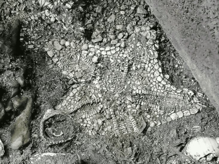 Encuentran estrella de mar casi intacta en Templo Mayor Encuentran estrella de mar casi intacta en Templo Mayor