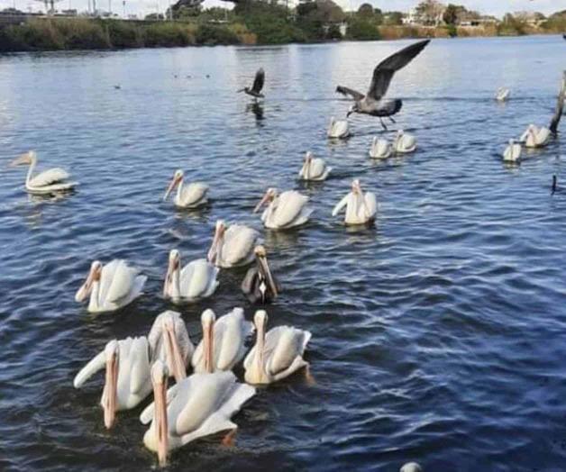 Migran pelícanos a Canadá 