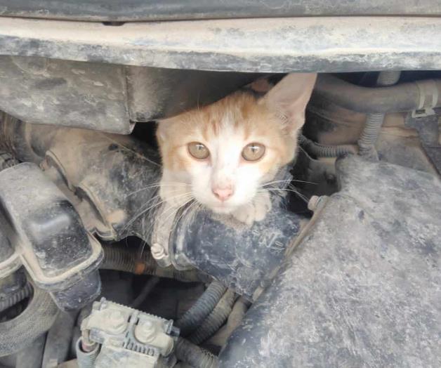 Alertan por gatos en motores de autos