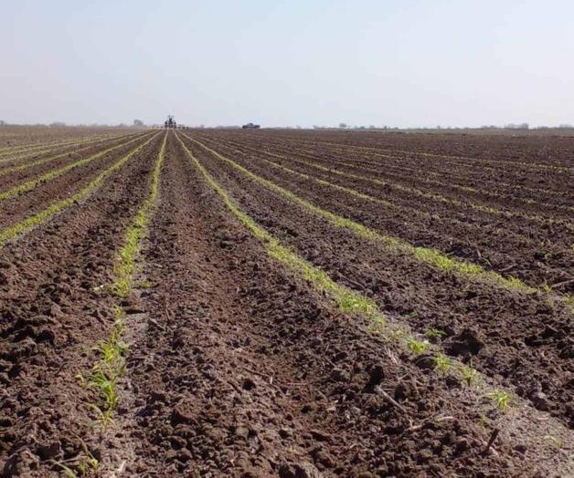 Concluye siembra en tiempo y forma