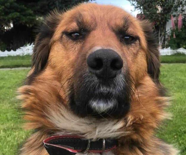 Brownie, primer perro de la República de Chile asume su cargo