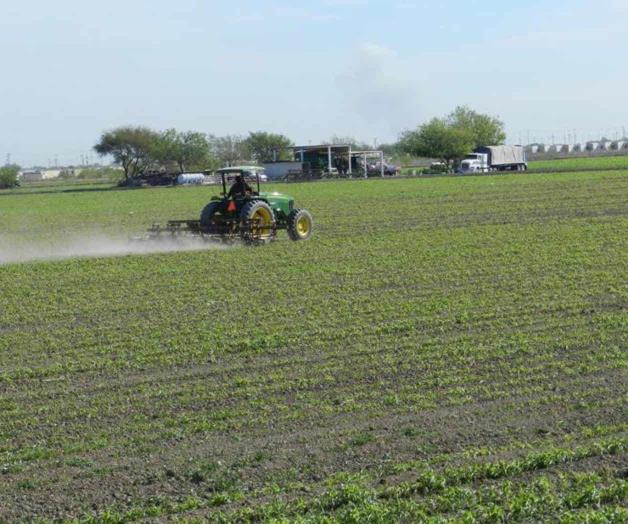 Incumplen metas en las siembras