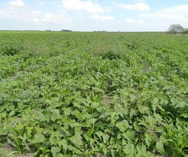 Aumentan costos de producción de sorgo Aumentan costos de producción de sorgo